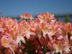 Laubabwerfende Azalee `Apple Blossom`, 40-50 cm, Containerware