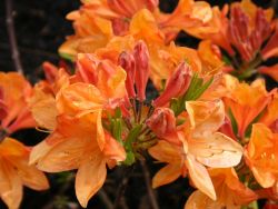 Laubabwerfende Azalee 'Hortulanus H. Witte' - Rhododendron mollis 'Hortulanus H. Witte'
