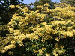 Rhododendron Narcissiflora Foto Horstmann