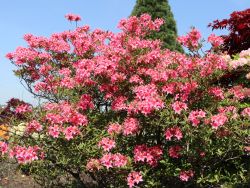 Laubabwerfende Azalee `Fanny`, Rhododendron luteum `Fanny`