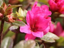 Japanische Azalee `Labe`, 25-30 cm, Rhododendron obtusum, Containerware