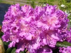 Rhododendron Hybride `Alfred`, 30-40 cm, Containerware