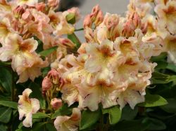 Rhododendron `Bernstein`, Rhododendron Hybride `Bernstein` Rhododendron `Bernstein`, Rhododendron Hybride `Bernstein`