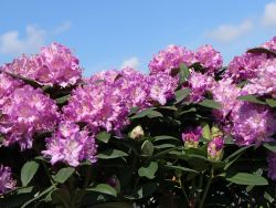 Rhododendron `Catawbiense Boursault`, 40-50 cm, Containerware