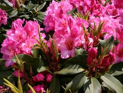 Rhododendron `Duke of York`, Rhododendron Hybride `Duke of York` Rhododendron `Duke of York`, Rhododendron Hybride `Duke of York`