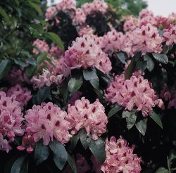 Rhododendron `Lady Annet de Trafford`, 40-50 cm, Containerware