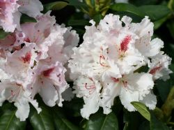 Rhododendron Hybride `Progres`, 50-60 cm, Containerware