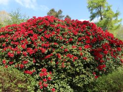 Rhododendron `Bad Eilsen`, 20-25 cm, Containerpflanzen