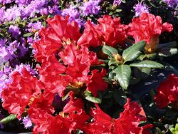 Rhododendron `Scarlet Wonder`, 25-30 cm, Containerpflanzen