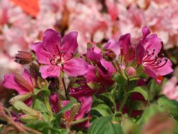 Zwerg-Rhododendron camtschaticum - Rhododendron camtschaticum