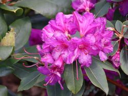 Rhododendron concinnum, Rhododendron concinnum pseudoyanthinum