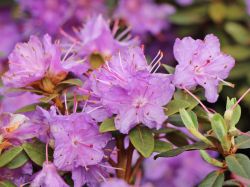 Rhododendron impeditum `Ramapo`, 30-40 cm, Containerware