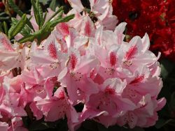 Rhododendron `Furnivall`s Daughter`, 30-40 cm, Containerware