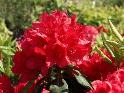 Rhododendron 'Hachmann's Feuerschein' (S) - Rhododendron Hybride 'Hachmann's Feuerschein' (S)