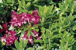 Rhododendron `hirsutum`, Rhododendron `hirsutum`