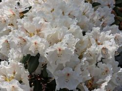Rhododendron `Gartendirektor Rieger`, 30-40 cm, Containerware