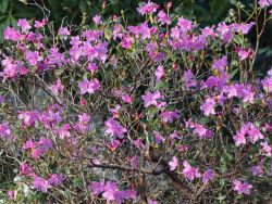 Rhododendron `Praecox`, Rhododendron `Praecox`