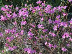 Rhododendron `Praecox`, ´Rhododendron `Praecox`, Containerware Rhododendron `Praecox`, Rhododendron `Praecox`