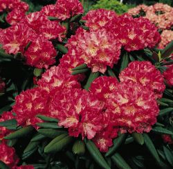 Rhododendron 'Barmstedt', in mehreren Größen lieferbar z. b. ab 15 - 20 cm, 17,30 Euro