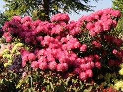 Rhododendron `Fantastica`, Rhododendron yakushimanum `Fantastica`