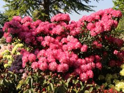 Rhododendron 'Fantastica', in mehreren Größen lieferbar z. B. 20 - 25 cm ab 21,70 Euro
