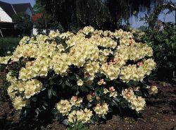 Rhododendron `Flava`, Rhododendron yakushimanum `Flava`