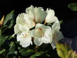 Rhododendron yakushimanum `Flava`, 30-40 cm, Containerware
