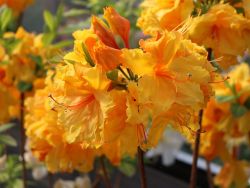 Laubabwerfende Azalee 'Goldpracht', 30 - 40 cm nur 19,70 Euro