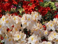 Laubabwerfende Azalee 'Schneegold' - Rhododendron luteum 'Schneegold'