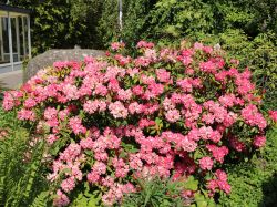 Rhododendron `Morgenrot`, Rhododendron yakushimanum `Morgenrot`
