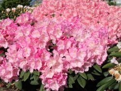 Rhododendron 'Polaris' - Rhododendron yakushimanum 'Polaris'