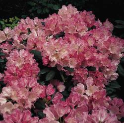 Rhododendron `Polaris`
