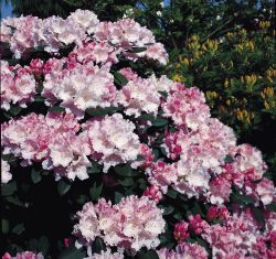 Rhododendron `Silberwolke`