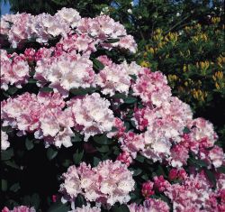 Rhododendron yakushimanum `Silberwolke`, 30-40 cm, Topfpflanzen