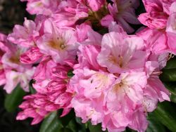 Rhododendron 'Scintillation' - Rhododendron Hybride 'Scintillation'