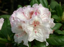 Rhododendron Hybride `Simona`, 40-50 cm, Containerware