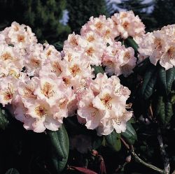 Rhododendron `Simona`, Rhododendron Hybride `Simona`