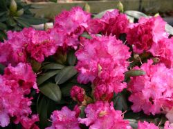 Rhododendron `Tatjana`, Rhododendron yakushimanum `Tatjana`