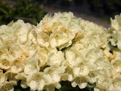 Rhododendron 'Graf Lennart', in mehreren Größen lieferbar z. B. 30 - 40 cm ab 19,90 Euro