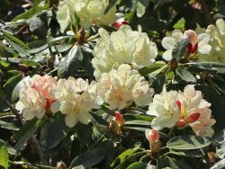 Rhododendron `Ehrengold`, Rhododendron Hybride `Ehrengold` Rhododendron `Ehrengold`, Rhododendron Hybride `Ehrengold`