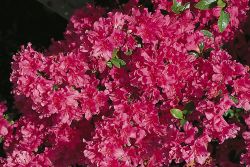 Japanische Azalee `Noriko`, Rhododendron obtusum `Noriko`