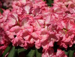 Rhododendron `Daniela`, Rhododendron yakushimanum `Daniela`