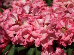 Rhododendron `Daniela`, Rhododendron yakushimanum `Daniela` Rhododendron `Daniela`, Rhododendron yakushimanum `Daniela`