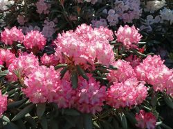 Rhododendron `Emanuela`, Rhododendron yakushimanum `Emanuela`