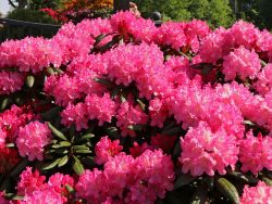 Rhododendron 'Kalinka' - Rhododendron yakushimanum 'Kalinka'