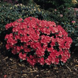 Rhododendron `Lampion`, Rhododendron yakushimanum `Lampion`
