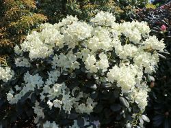 Rhododendron `Marietta`, Rhododendron yakushimanum `Marietta`