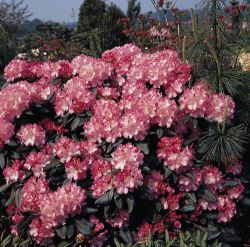 Rhododendron `Marlis`, Rhododendron yakushimanum `Marlis`