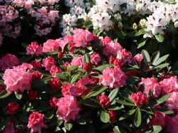 Rhododendron `Rendezvous`, Rhododendron yakushimanum `Rendezvous`