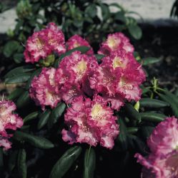 Rhododendron `Rosita`, Rhododendron yakushimanum `Rosita`